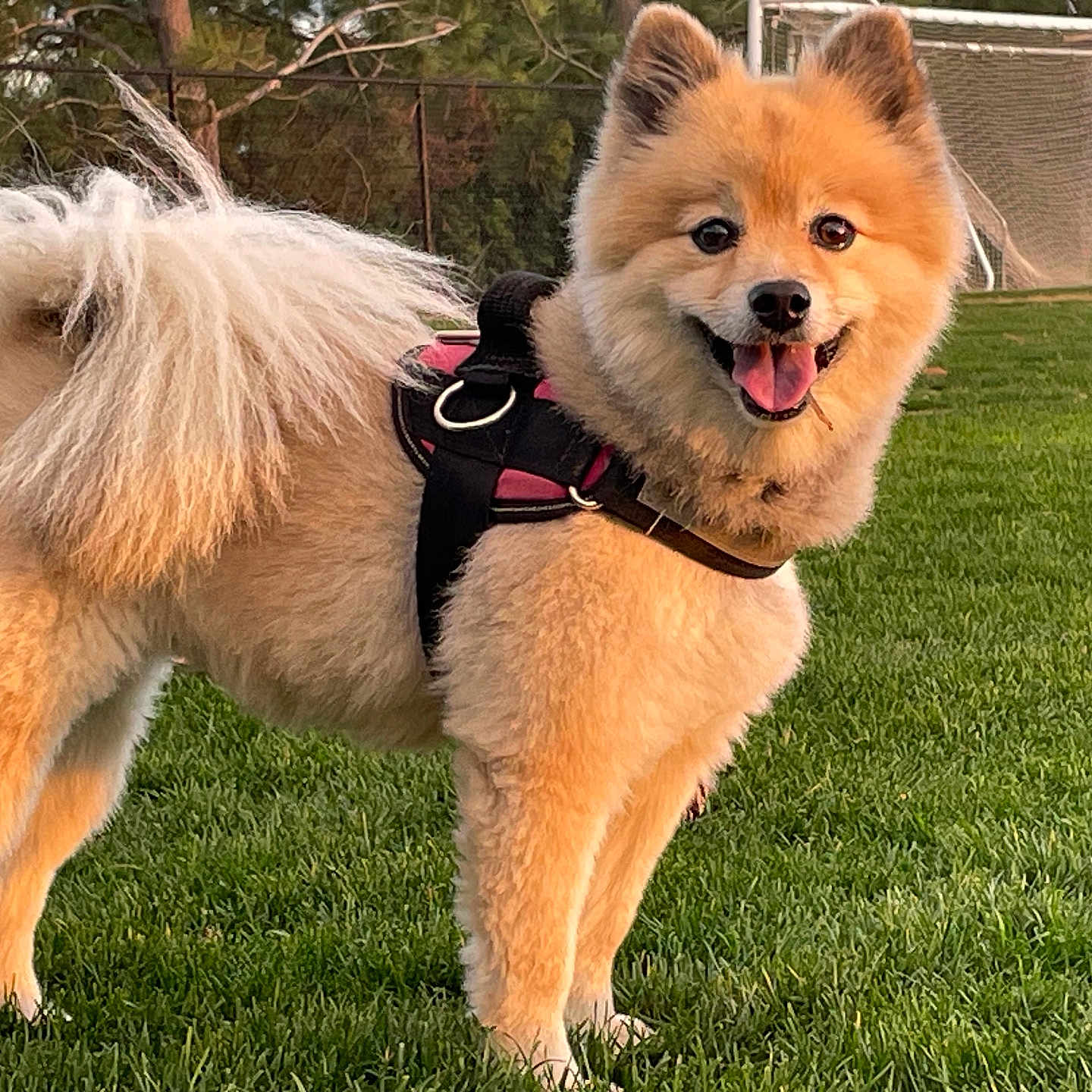 Loki joined the competition — help win amazing prizes! accessories, animal, bodypart, canine, chow, dog, eskimodog, grass, harness, husky, lawn, leash, mouth, outdoors, person, pet, plant, puppy, strap, whitedog