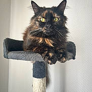 Gloria participe au concours pour gagner de l'argent avec cette photo : animal, background, calm, cat, cat_tree, claws, cozy, ears, feline, fluffy_fur, indoor, looking, perch, pet, portrait, resting, soft_light, tortoiseshell, whiskers, yellow_eyes