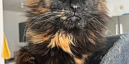 Gloria participe au concours pour gagner de l'argent avec cette photo : alert, animal, cat, close_up, cute, domestic_animal, feline, fluffy, fur, household, indoor, paws, pet, pet_furniture, relaxed, resting, soft, tortoiseshell, whiskers, yellow_eyes