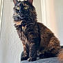 Gloria participe au concours pour gagner de l'argent avec cette photo : alert, animal, cat, cat_tree, close_up, curious, ears, eyes, feline, fluffy, fur, indoor, perched, pet, portrait, soft, texture, tortoiseshell, wall, whiskers