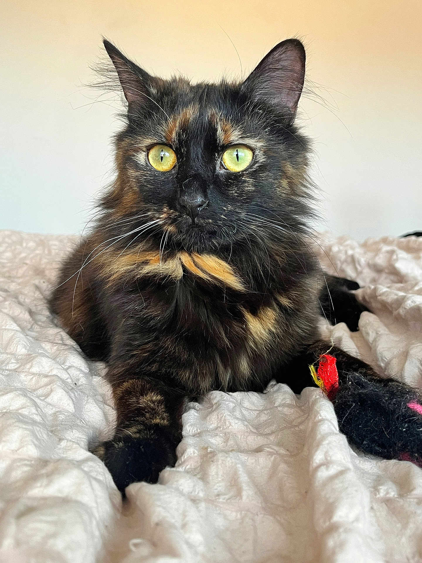 Gloria participe au concours pour gagner de l'argent avec cette photo : animal, bed, cat, close_up, cute, domestic_cat, ears, feline, fur, indoor, laying_down, mammal, paw, pet, quilt, relaxed, tortoiseshell, toy, whiskers, yellow_eyes