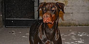 Asthon participe au concours pour gagner de l'argent avec cette photo : alert, animal, black, brown, canine, doberman, dog, ears, fur, gate, night, outdoor, pet, portrait, quiet, snout, snow, snowflakes, standing, wall