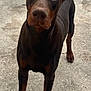 Asthon a rejoint le concours — aidez-le/la à gagner de superbes lots ! alert, animal, black, brown, canine, concrete, doberman, dog, domestic_animal, ears, friendly, looking, mammal, outdoor, pet, portrait, short_hair, standing, watchful, young