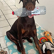 Asthon participe au concours pour gagner de l'argent avec cette photo : animal, black, brown, chewing, cloud_pattern, companion, cute, doberman, dog, dog_toy, floor_tile, household, indoor, mat, pet, pet_bed, plastic_bottle, playful, sitting, toy