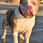 éros a rejoint le concours — aidez-le/la à gagner de superbes lots ! animal, beach, brown, building, canine, closeup, collar, daytime, dog, leash, outdoor, paw, pet, reflection, sand, sunlight, urban, water, wet, white