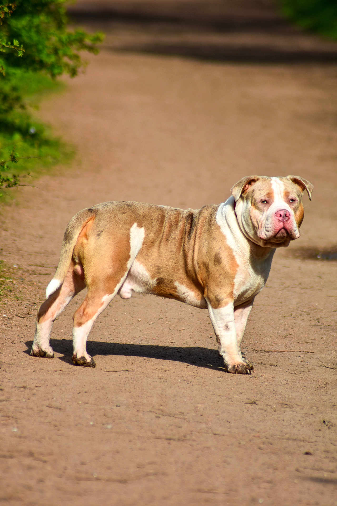 éros participe au concours pour gagner de l'argent avec cette photo : dog, outdoor, animal, pet, canine, brown, white, dirt_path, sunlight, shadow, standing, nature, fur, short_legged, muzzle, ears, nose, blurred_background, daytime, serious_expression