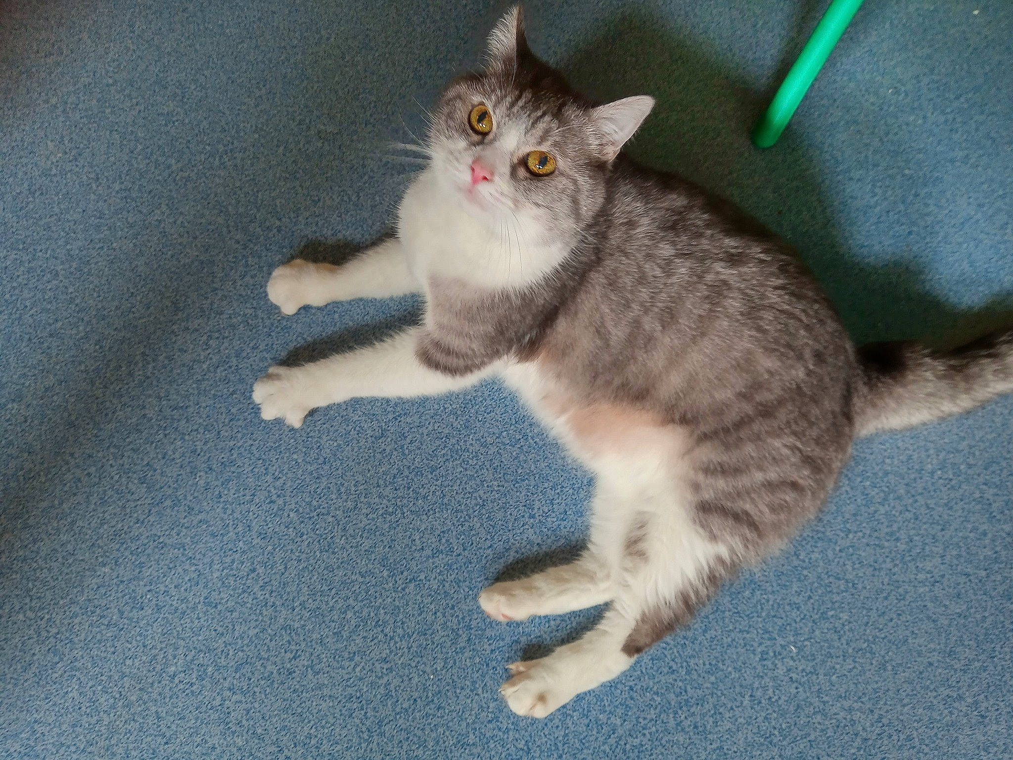 Venus a rejoint le concours — aidez-le/la à gagner de superbes lots ! carnivore, cat, claw, domestic_short_haired_cat, felidae, flooring, fur, paw, small_to_medium_sized_cats, snout, tail, whiskers