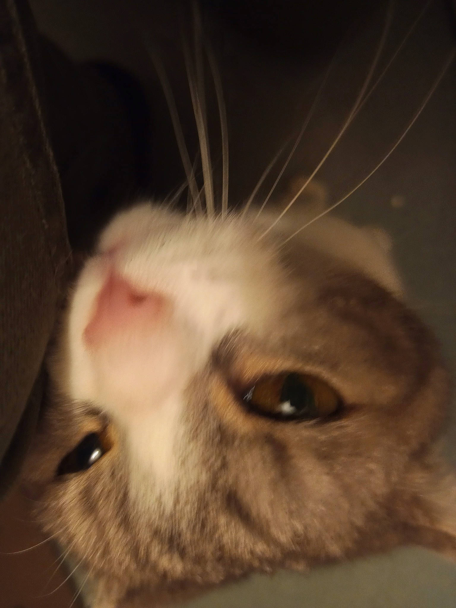 Venus a rejoint le concours — aidez-le/la à gagner de superbes lots ! carnivore, cat, darkness, domestic_short_haired_cat, ear, eyelash, fawn, felidae, fur, macro_photography, nose, paw, small_to_medium_sized_cats, snout, tail, terrestrial_animal, whiskers, wildlife, wood