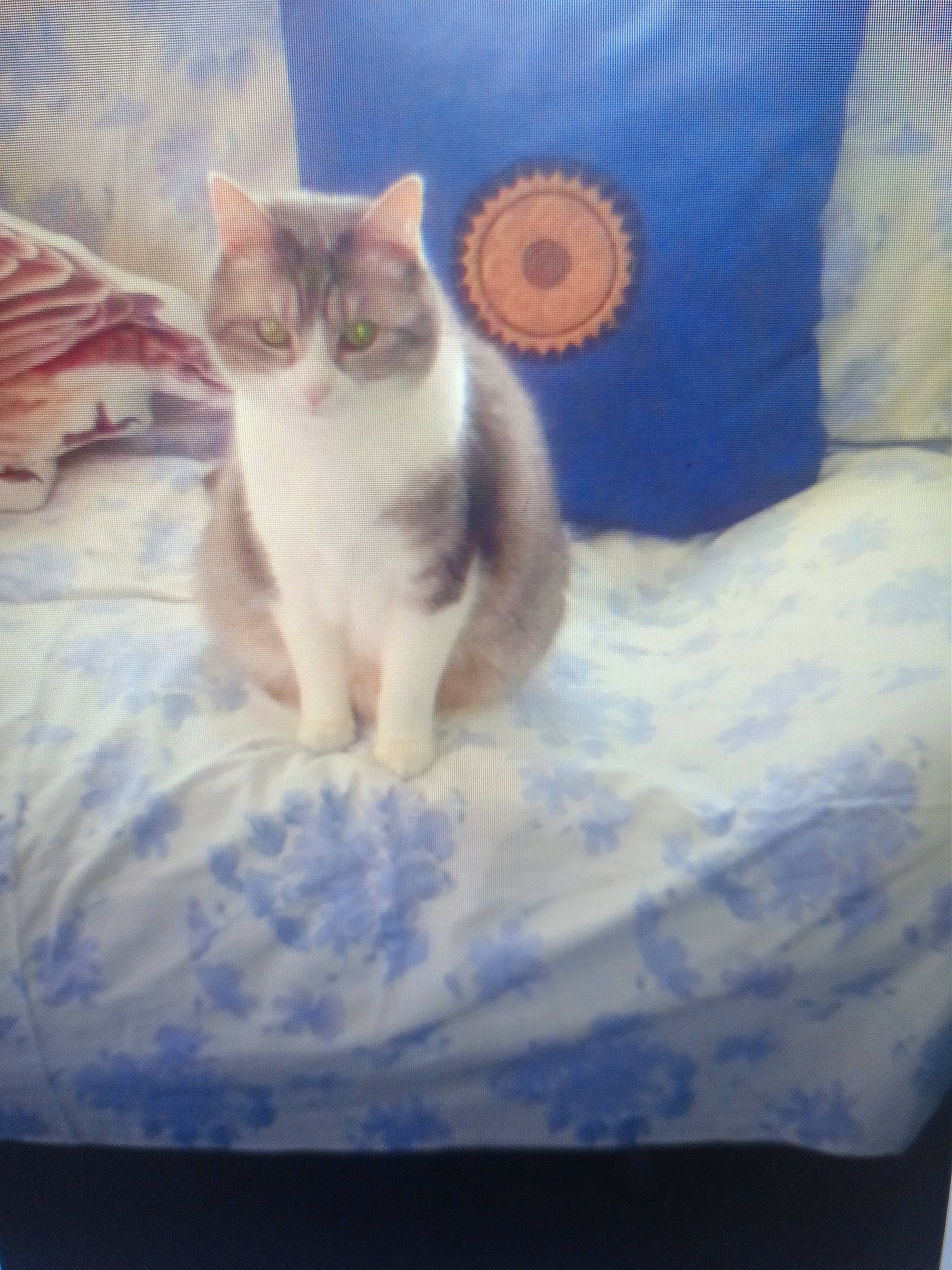 Venus participe au concours pour gagner de l'argent avec cette photo : bed, bedding, carnivore, cat, comfort, domestic_short_haired_cat, felidae, fur, linens, paw, rectangle, small_to_medium_sized_cats, square, tail, whiskers