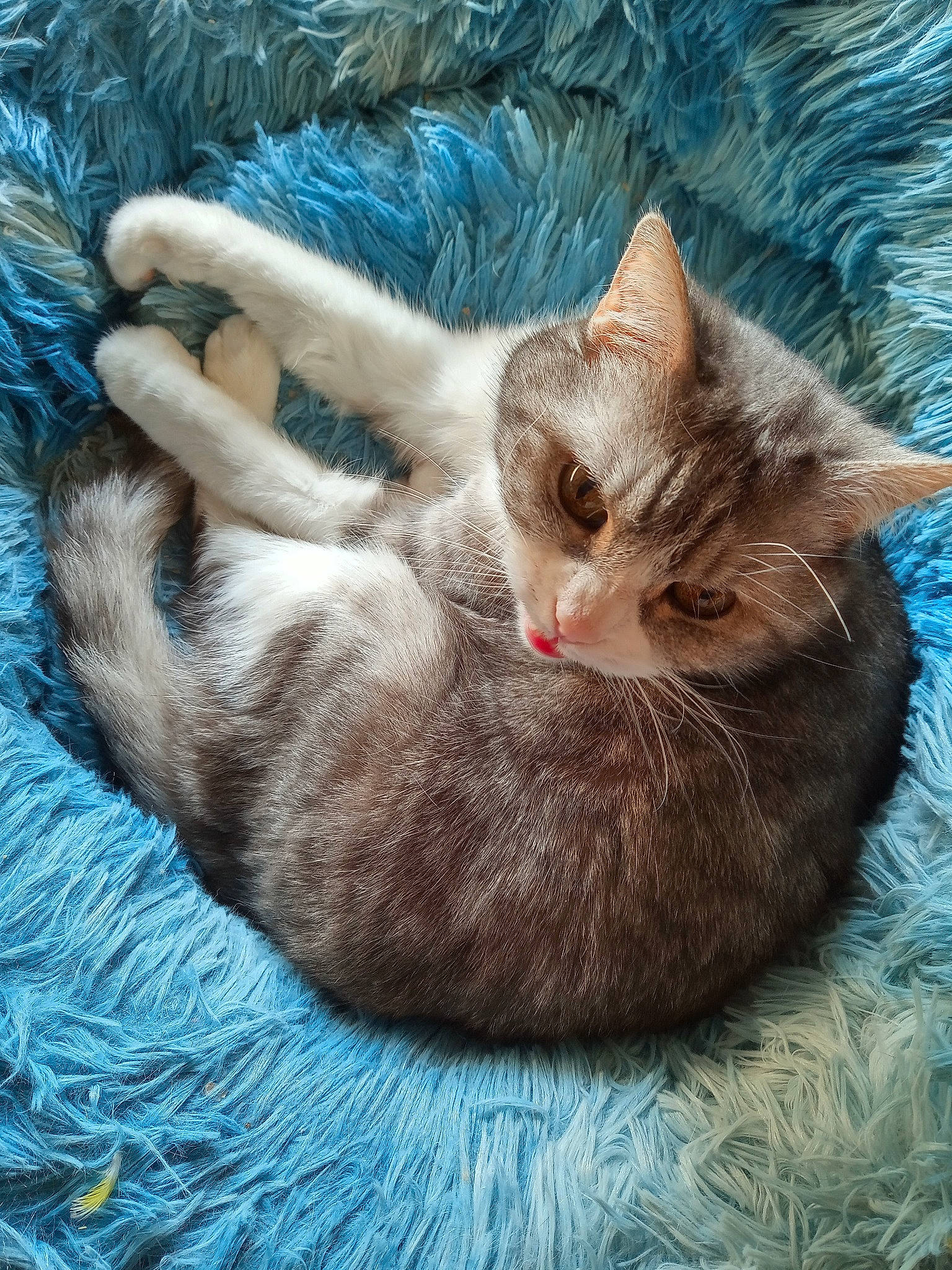 Venus a rejoint le concours — aidez-le/la à gagner de superbes lots ! art, basket, carnivore, cat, cat_bed, claw, cloud, comfort, domestic_short_haired_cat, fawn, felidae, fur, grey, nap, paw, plant, small_to_medium_sized_cats, snout, tail, whiskers