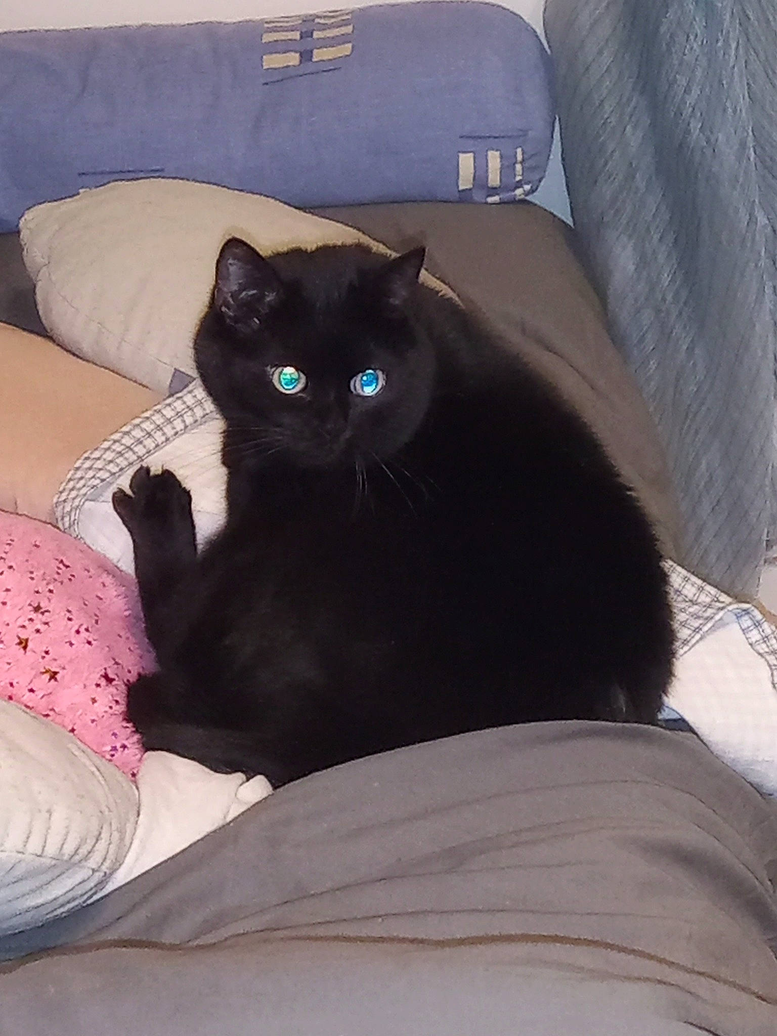 Princesse participe au concours pour gagner de l'argent avec cette photo : black_cat, bombay, carnivore, cat, cat_supply, chair, comfort, couch, domestic_short_haired_cat, felidae, fur, furniture, grey, linens, mammal, room, sitting, small_to_medium_sized_cats, tail, whiskers