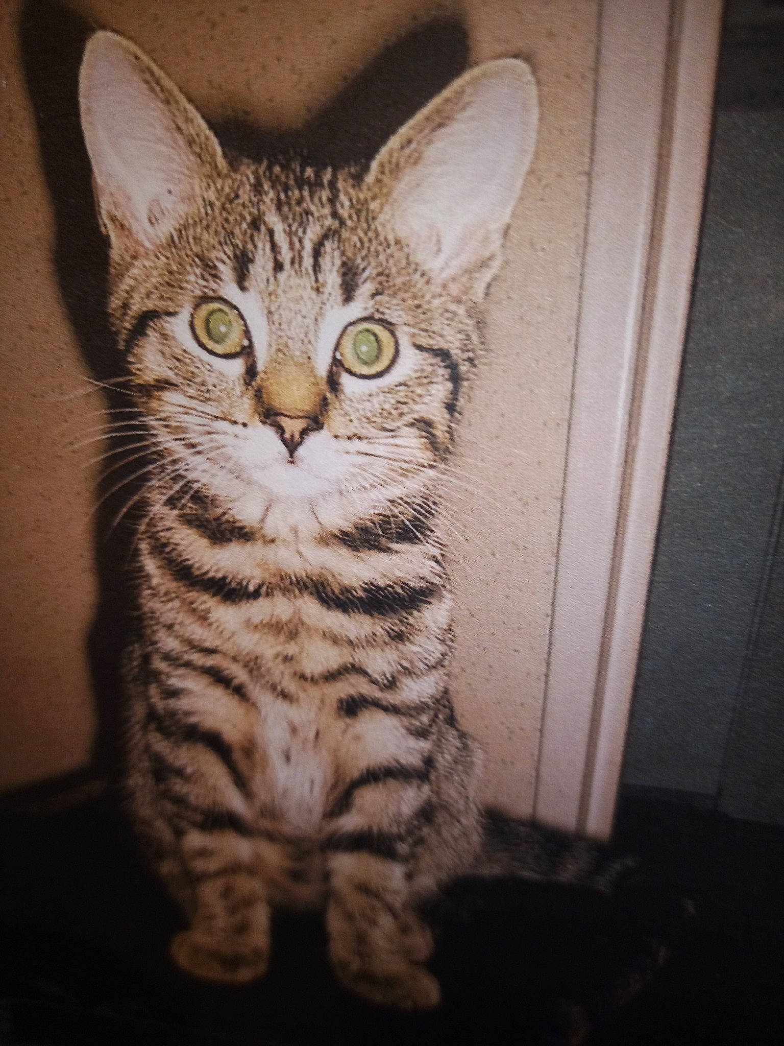 Gribouille a rejoint le concours — aidez-le/la à gagner de superbes lots ! art, carnivore, cat, domestic_short_haired_cat, door, felidae, fur, paw, sitting, small_to_medium_sized_cats, snout, tail, terrestrial_animal, whiskers, wildlife, window, wood