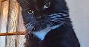 Heidi is registered to the contest to win money with this photo: animal, black_cat, cat, closeup, curious, domestic_cat, eyes, feline, fur, glass_door, household, indoor, paw, pet, portrait, relaxed, resting, whiskers, white_paws, wooden_surface