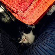 Heidi joined the competition — help win amazing prizes! animal, black_and_white, blue, cat, closeup, cozy, curious, cushion, eyes, fabric, feline, household, indoor, pet, playful, red, resting, soft, texture, whiskers