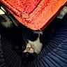 animal, black_and_white, blue, cat, closeup, cozy, curious, cushion, eyes, fabric, feline, household, indoor, pet, playful, red, resting, soft, texture, whiskers