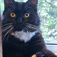 Merlin joined the competition — help win amazing prizes! cat, black_cat, white_fur, yellow_eyes, whiskers, window, green_background, feline, pet, domestic_animal, close_up, portrait, long_fur, relaxed, indoor, animal, cute, mammal, whiskers_visible, paw