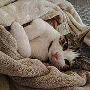 Tyka a rejoint le concours — aidez-le/la à gagner de superbes lots ! cat, animal, pet, blanket, fur, cozy, indoor, resting, cute, whiskers, pink_nose, tabby, domestic_cat, sleepy, soft, warm, comfort, relaxed, paws, feline