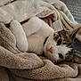 cat, animal, pet, blanket, fur, cozy, indoor, resting, cute, whiskers, pink_nose, tabby, domestic_cat, sleepy, soft, warm, comfort, relaxed, paws, feline