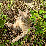Toby joined the competition — help win amazing prizes! abyssinian, angora, animal, cat, flower, grass, green, herbal, herbs, ivy, jungle, kitten, leaf, manx, nature, pet, plant, soil, vegetation, wood