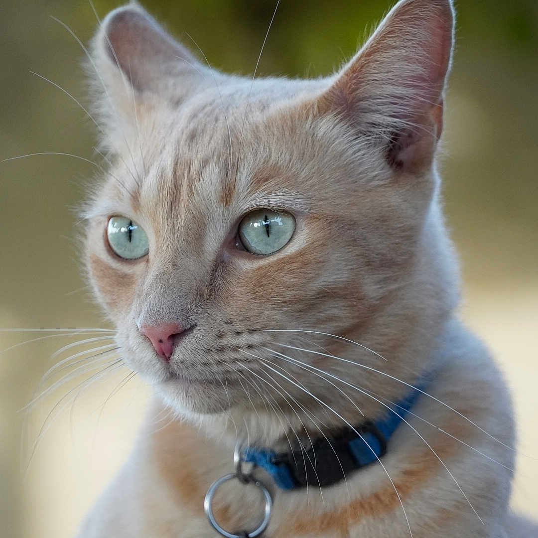 Toby joined the competition — help win amazing prizes! abyssinian, accessories, animal, cat, collar, harness, kitten, leash, manx, pet, siamese, snout, strap