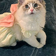 Muezza a rejoint le concours — aidez-le/la à gagner de superbes lots ! kitten, cat, fluffy, dress, pink_bow, white_fur, gray_fur, pet, animal, cute, indoors, sitting, curious_eyes, feline, costume, adorable, soft_fur, closeup, young_cat, domestic_cat