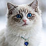 Muezza participe au concours pour gagner de l'argent avec cette photo : cat, blue_eyes, fluffy, portrait, jewelry, necklace, heart_pendant, white_fur, closeup, pet, animal, cute, feline, whiskers, soft, domestic_cat, beautiful, indoor, focused, adorable