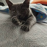 Vroom a rejoint le concours — aidez-le/la à gagner de superbes lots ! animal, bed, bedding, blanket, cat, closeup, cozy, curious, cute, ears, eyes, fur, indoor, kitten, paw, pet, portrait, resting, soft_texture, whiskers