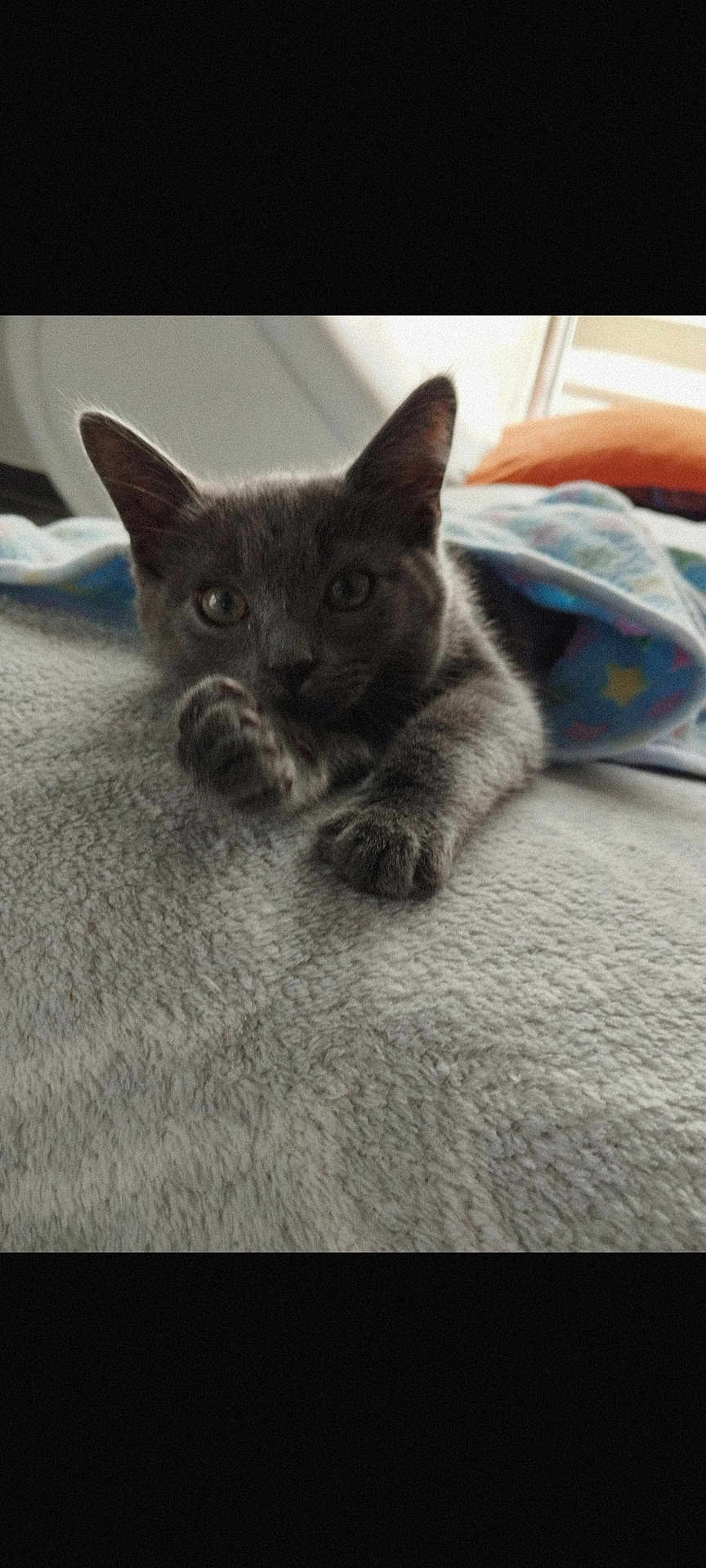 Vroom a rejoint le concours — aidez-le/la à gagner de superbes lots ! animal, bed, bedding, blanket, cat, closeup, cozy, curious, cute, ears, eyes, fur, indoor, kitten, paw, pet, portrait, resting, soft_texture, whiskers