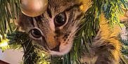 Ladybug is registered to the contest to win money with this photo: kitten, cat, christmas_tree, ornament, golden_bauble, christmas_lights, greenery, holiday, festive, pet, animal, cute, curious, indoor, closeup, furry, playful, paws, branches, decorations