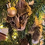 kitten, cat, christmas_tree, ornament, golden_bauble, christmas_lights, greenery, holiday, festive, pet, animal, cute, curious, indoor, closeup, furry, playful, paws, branches, decorations