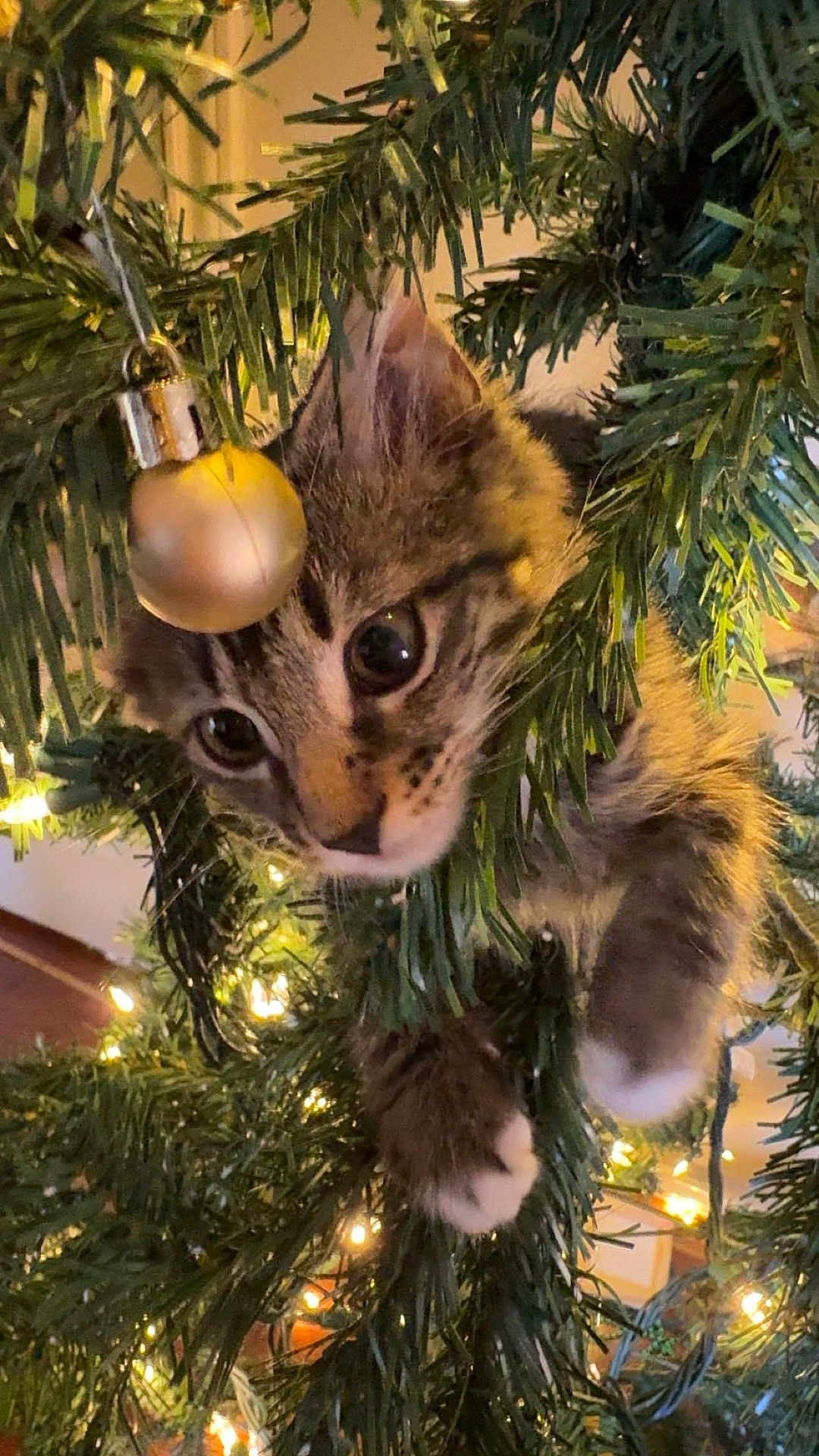 Ladybug is registered to the contest to win money with this photo: kitten, cat, christmas_tree, ornament, golden_bauble, christmas_lights, greenery, holiday, festive, pet, animal, cute, curious, indoor, closeup, furry, playful, paws, branches, decorations