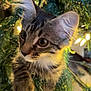 Ladybug joined the competition — help win amazing prizes! kitten, cat, tabby, christmas_tree, greenery, branches, curious, wide_eyes, whiskers, fur, pets, indoor, holiday, festive, lights, nature, close_up, young_animal, playful, cute