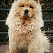 Unatis a rejoint le concours — aidez-le/la à gagner de superbes lots ! animal, calm, canine, chow_chow, cream_color, cute, dog, face, fluffy, fur, mammal, nature, outdoor, park, paw, pet, portrait, quiet, sitting, tail