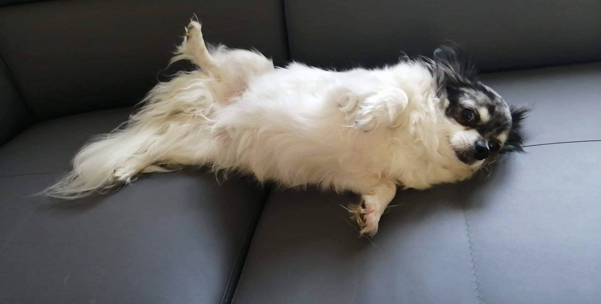 Guysmo participe au concours pour gagner de l'argent avec cette photo : canidae, carnivore, companion_dog, dog, dog_breed, fawn, fur, havanese, lhasa_apso, non_sporting_group, puppy, shih_tzu, tail, tibetan_terrier, toy_dog