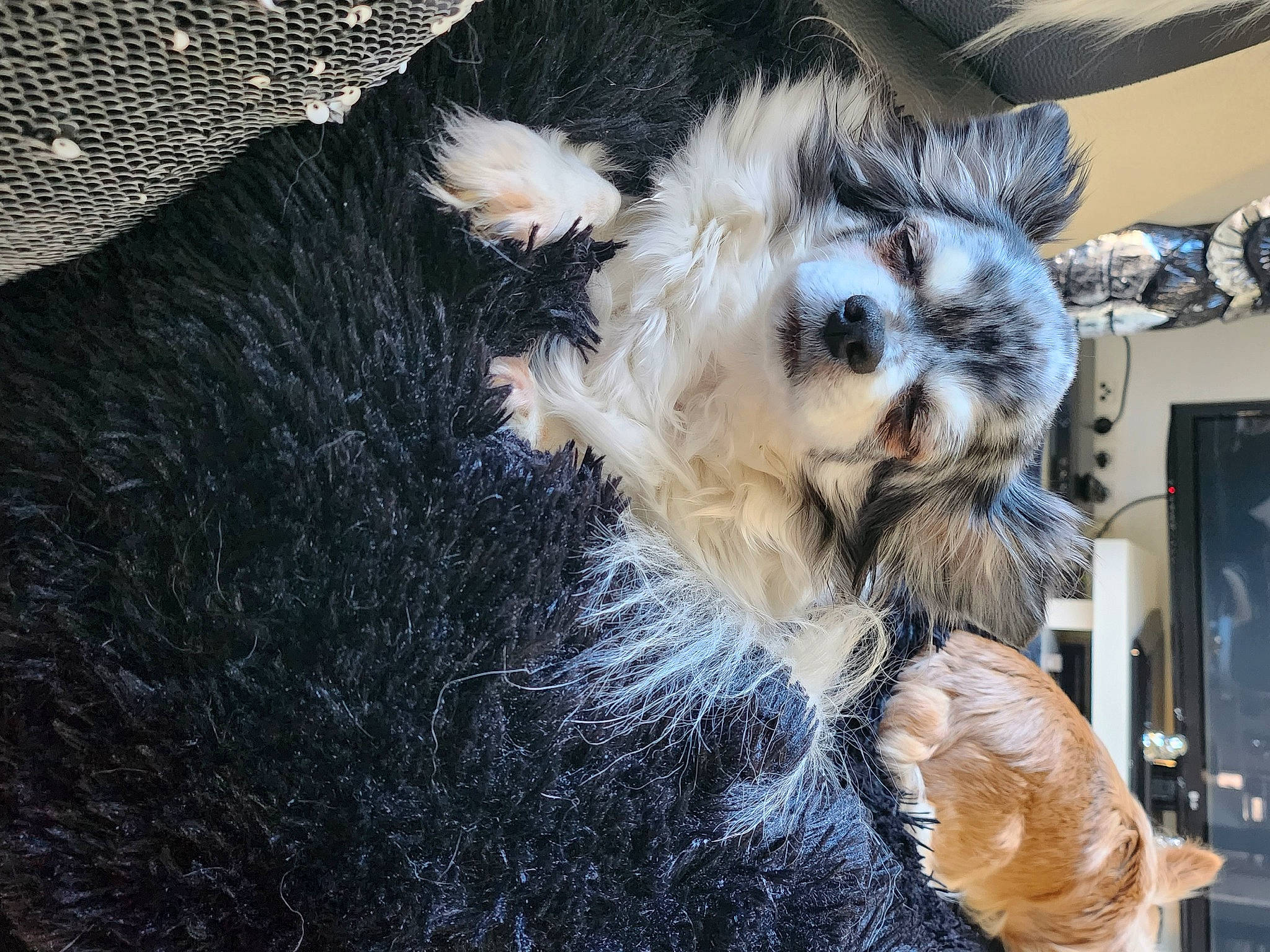 Guysmo a rejoint le concours — aidez-le/la à gagner de superbes lots ! companion_dog, dog_breed, door, fawn, feather, felidae, fur, house, paw, small_terrier, small_to_medium_sized_cats, snout, tail, terrier, textile, toy_dog, tree, whiskers, window, wool