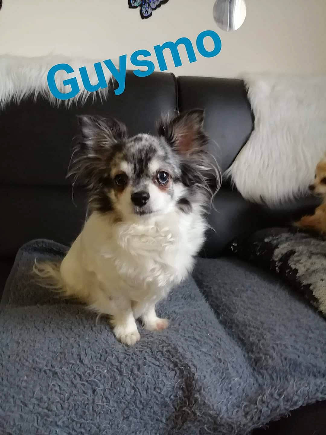 Guysmo a rejoint le concours — aidez-le/la à gagner de superbes lots ! canidae, carnivore, companion_dog, couch, digital_video_recorder, dog, dog_breed, dog_supply, font, fur, paw, pet_supply, photo_caption, pillow, room, snout, sporting_group, toy_dog, whiskers