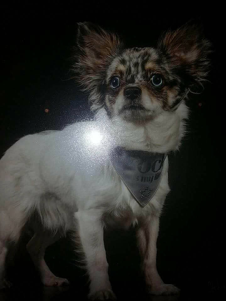 Guysmo participe au concours pour gagner de l'argent avec cette photo : canidae, carnivore, companion_dog, dog, dog_breed, ear, mammal, puppy, snout, vertebrate, whiskers