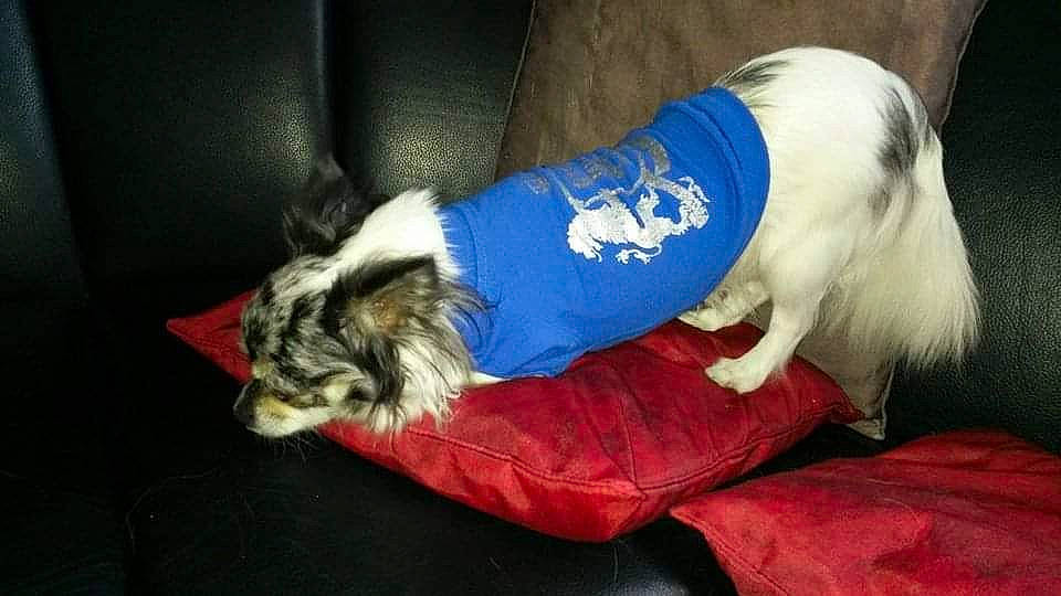 Guysmo a rejoint le concours — aidez-le/la à gagner de superbes lots ! australian_shepherd, canidae, carnivore, companion_dog, dog, dog_breed, dog_clothes, mammal, puppy, sporting_group