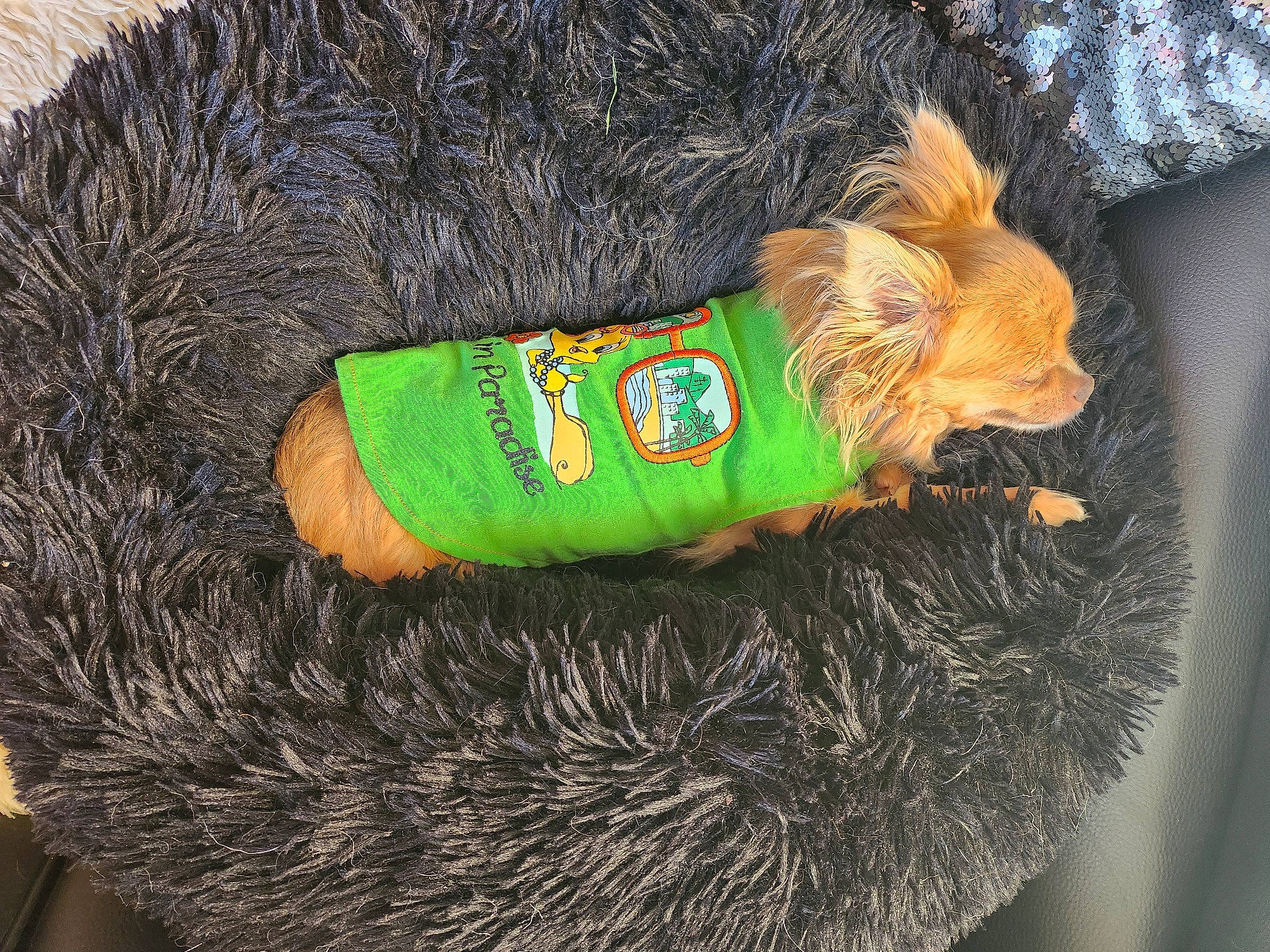 Armany participe au concours pour gagner de l'argent avec cette photo : canidae, carnivore, companion_dog, dog, dog_breed, dog_clothes, dog_collar, dog_supply, fashion_accessory, fawn, fur, grass, liver, pet_supply, snout, sporting_group, tail, toy_dog, water_dog, wool