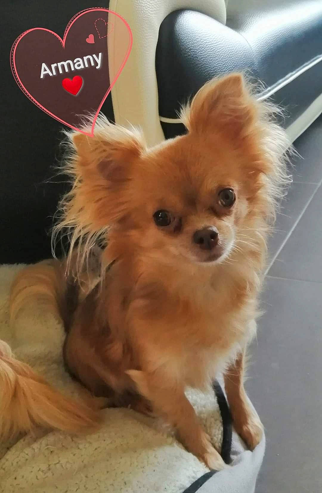 Armany participe au concours pour gagner de l'argent avec cette photo : canidae, carnivore, chihuahua, companion_dog, corgi_chihuahua, dog, dog_breed, dog_supply, fawn, fur, liver, non_sporting_group, puppy, small_greek_domestic_dog, sporting_group, terrestrial_animal, toy_dog, volpino_italiano, whiskers, working_animal