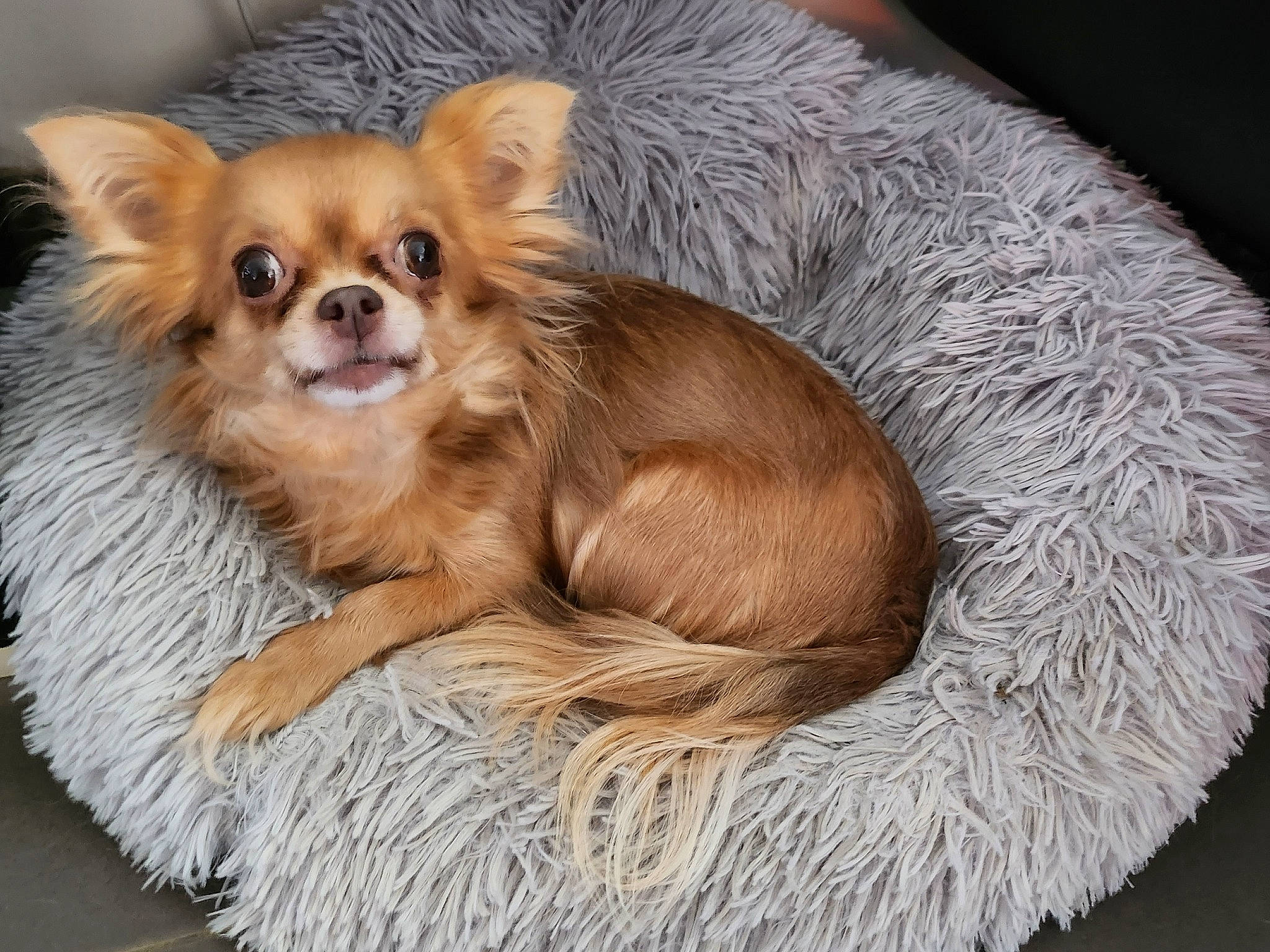 Armany participe au concours pour gagner de l'argent avec cette photo : canidae, carnivore, companion_dog, corgi_chihuahua, dog, dog_breed, dog_supply, fawn, fur, liver, paw, puppy, snout, sporting_group, terrestrial_animal, tibetan_spaniel, toy_dog, volpino_italiano, whiskers, working_animal