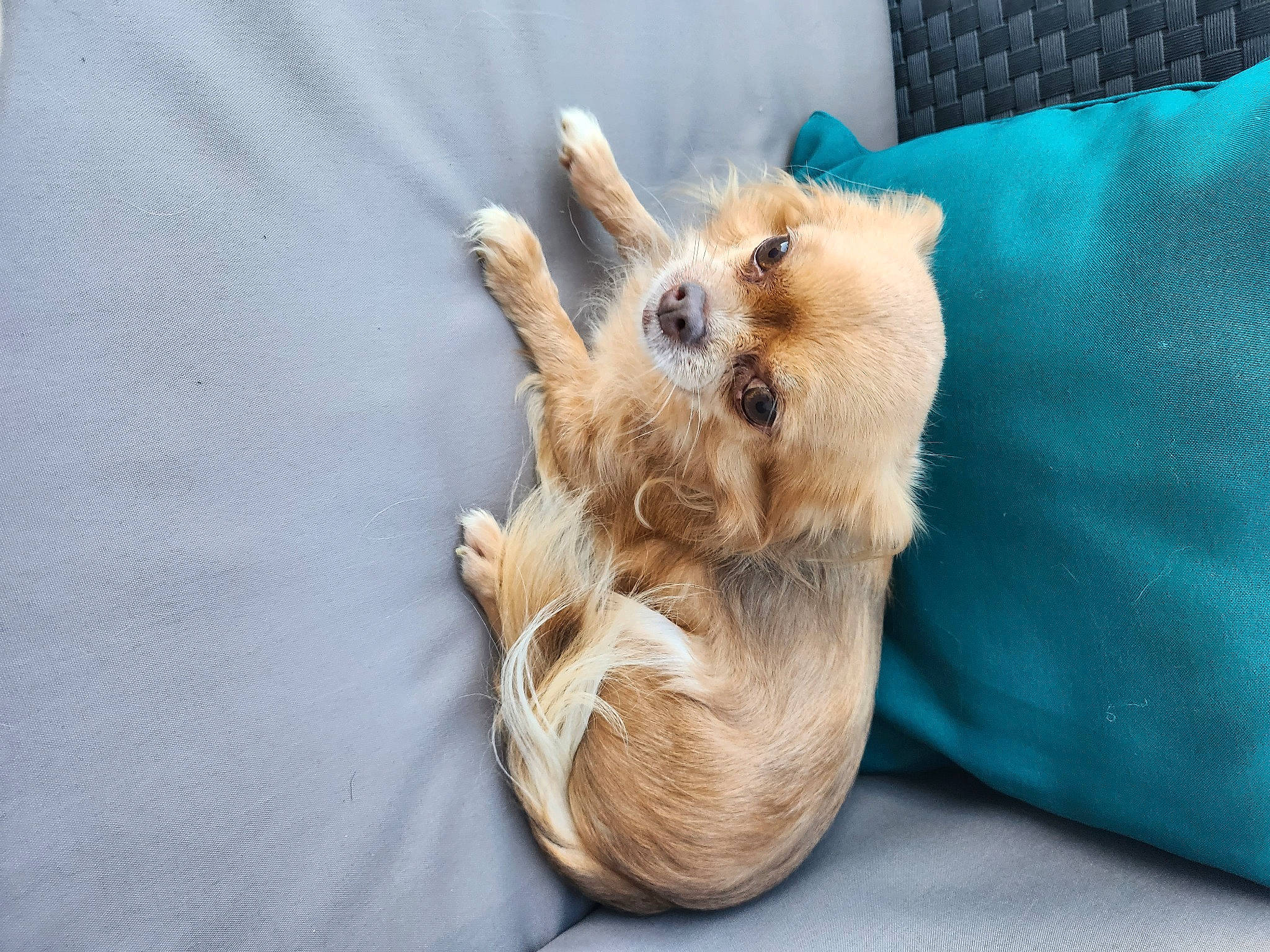 Armany participe au concours pour gagner de l'argent avec cette photo : canidae, carnivore, comfort, companion_dog, dog, dog_breed, fawn, felidae, foot, german_spitz, german_spitz_mittel, paw, pomeranian, small_to_medium_sized_cats, snout, spitz, sporting_group, terrier, toy_dog, whiskers