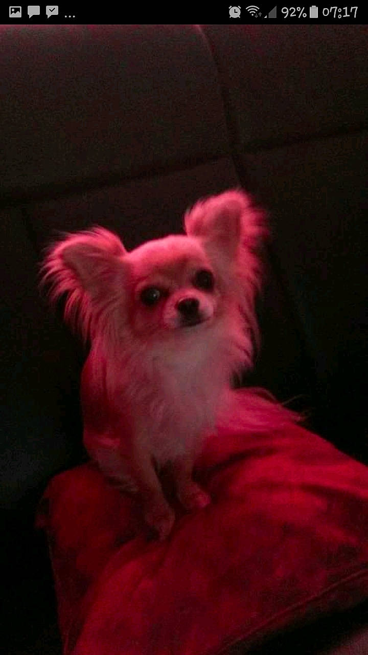 Comète participe au concours pour gagner de l'argent avec cette photo : canidae, carnivore, companion_dog, corgi_chihuahua, dog, dog_breed, dog_supply, fawn, fur, magenta, non_sporting_group, pet_supply, petal, terrestrial_animal, toy_dog, whiskers, working_animal