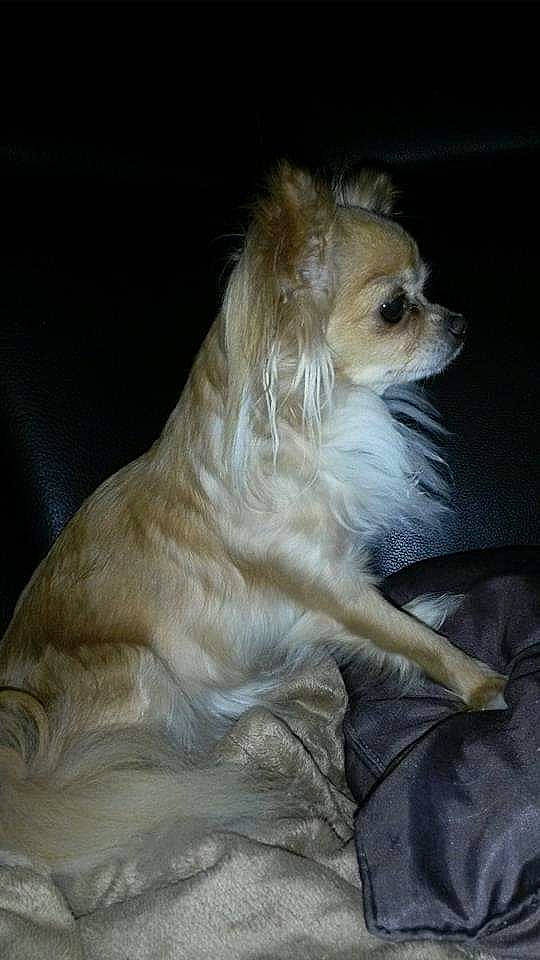 Comète participe au concours pour gagner de l'argent avec cette photo : canidae, carnivore, companion_dog, corgi_chihuahua, dog, dog_breed, dog_supply, ear, fawn, fur, liver, paw, snout, sporting_group, tail, terrestrial_animal, toy_dog, whiskers, wildlife, working_animal