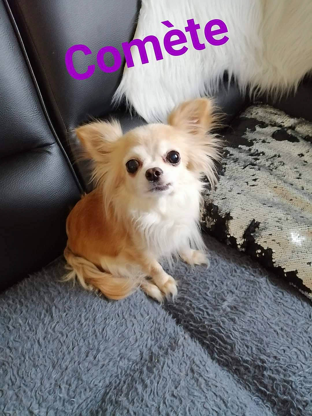 Comète a rejoint le concours — aidez-le/la à gagner de superbes lots ! canidae, carnivore, companion_dog, dog, dog_breed, dog_supply, fashion_accessory, fawn, fur, german_spitz, german_spitz_klein, paw, pet_supply, photo_caption, pomeranian, snout, spitz, sporting_group, toy_dog, whiskers