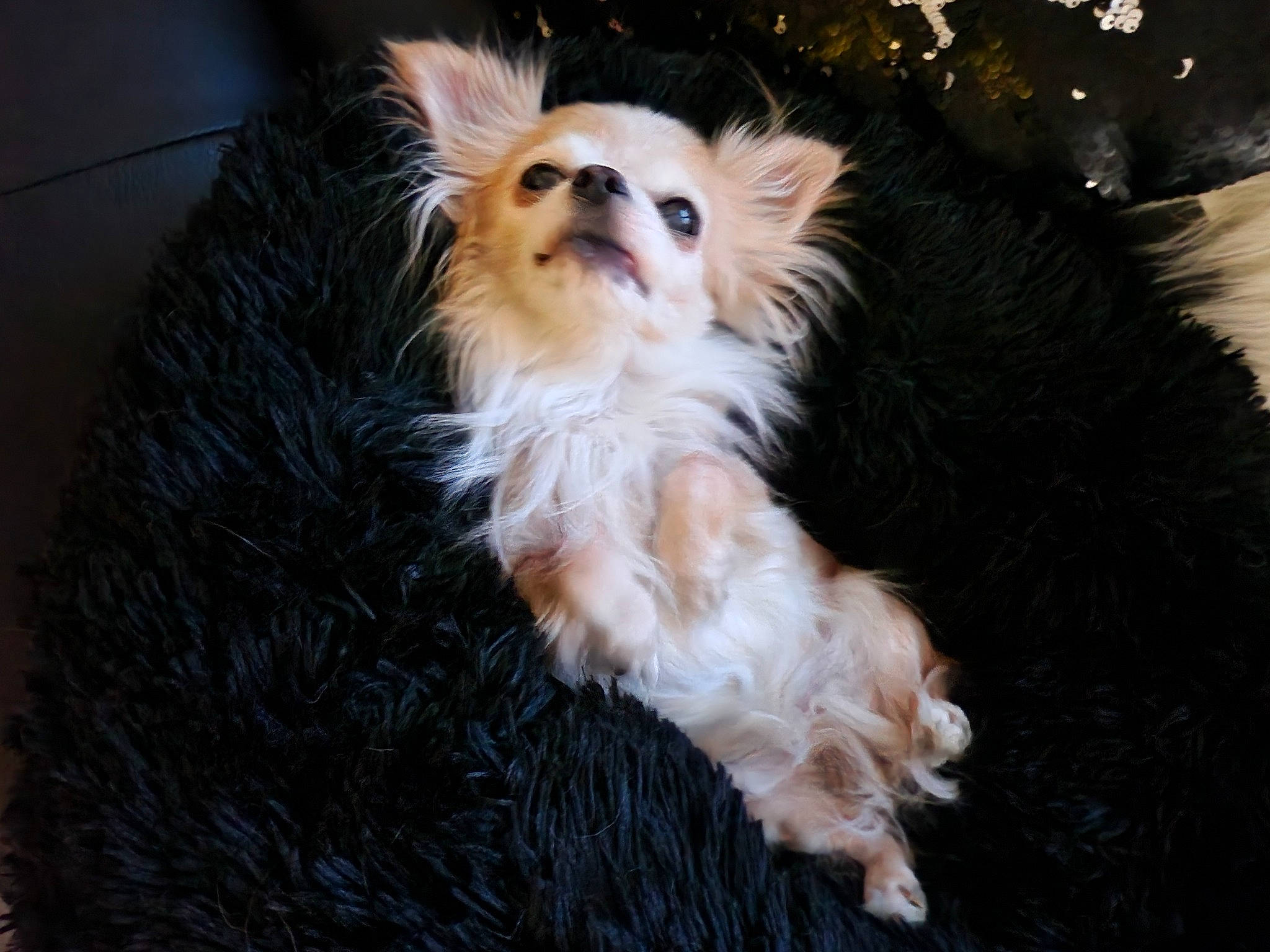 Comète participe au concours pour gagner de l'argent avec cette photo : ancient_dog_breeds, canidae, carnivore, companion_dog, dog, dog_breed, event, fawn, fur, liver, maltepoo, non_sporting_group, puppy, small_terrier, snout, sporting_group, terrier, toy_dog, whiskers