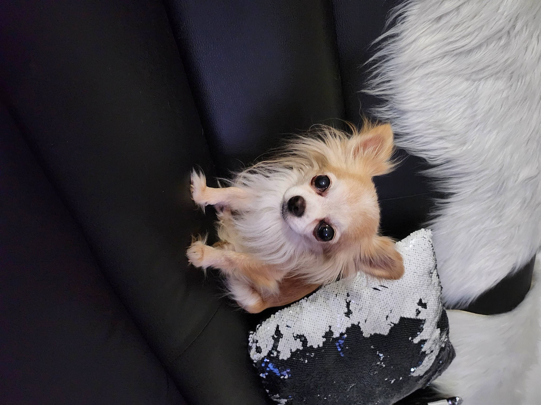 Comète participe au concours pour gagner de l'argent avec cette photo : canidae, carnivore, collar, companion_dog, dog, dog_breed, dog_clothes, dog_collar, dog_supply, ear, fawn, fur, pet_supply, small_terrier, snout, sporting_group, terrier, toy_dog, whiskers, working_animal