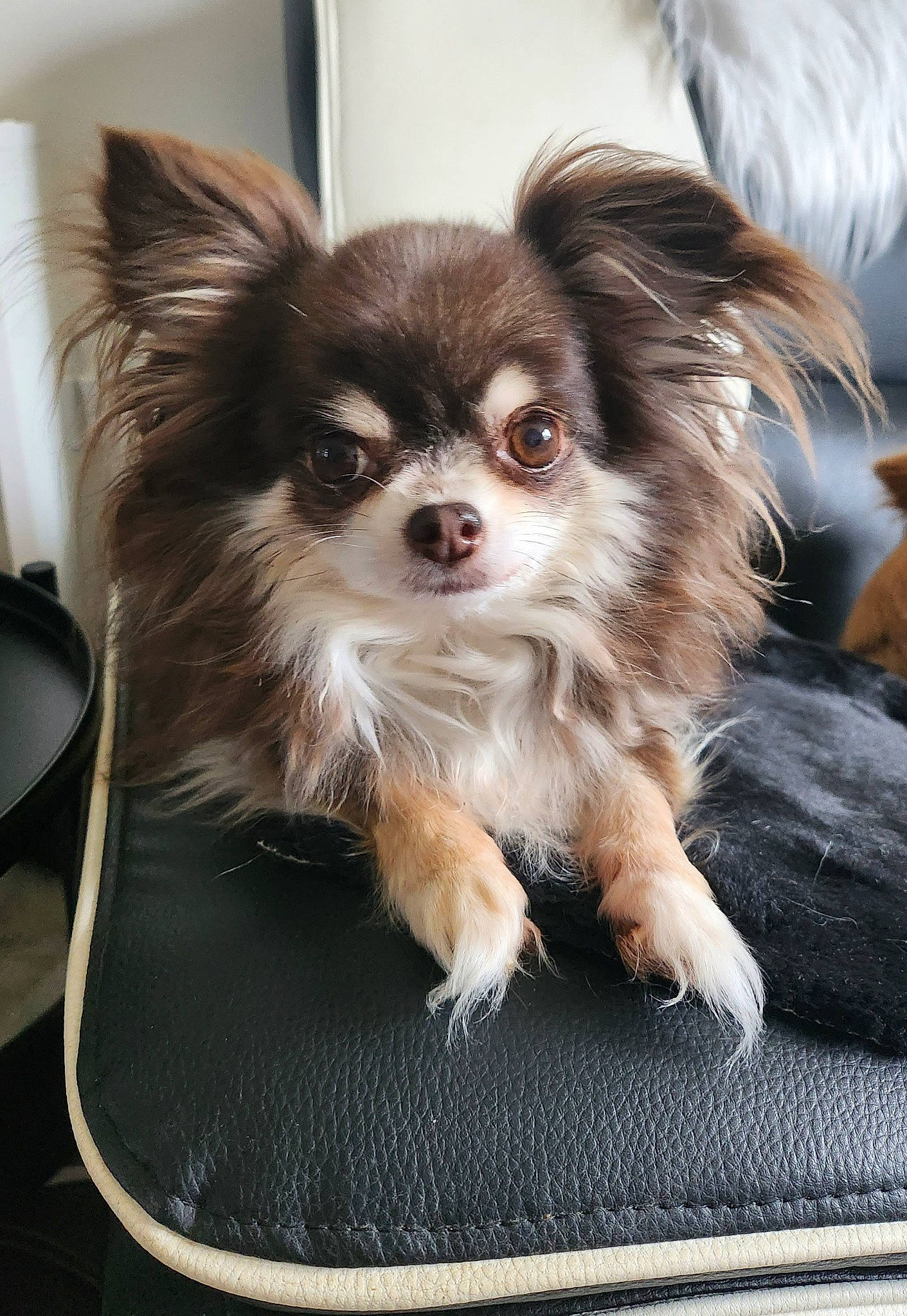 Chanel a rejoint le concours — aidez-le/la à gagner de superbes lots ! canidae, carnivore, companion_dog, dog, dog_breed, dog_supply, fawn, fur, non_sporting_group, papillon, snout, sporting_group, terrestrial_animal, toy_dog, whiskers