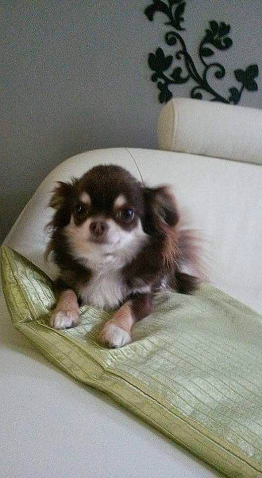 Chanel participe au concours pour gagner de l'argent avec cette photo : bored, canidae, carnivore, comfort, companion_dog, corgi_chihuahua, dog, dog_breed, dog_supply, fawn, fur, king_charles_spaniel, liver, papillon, pet_supply, spaniel, sporting_group, toy_dog, whiskers, working_animal