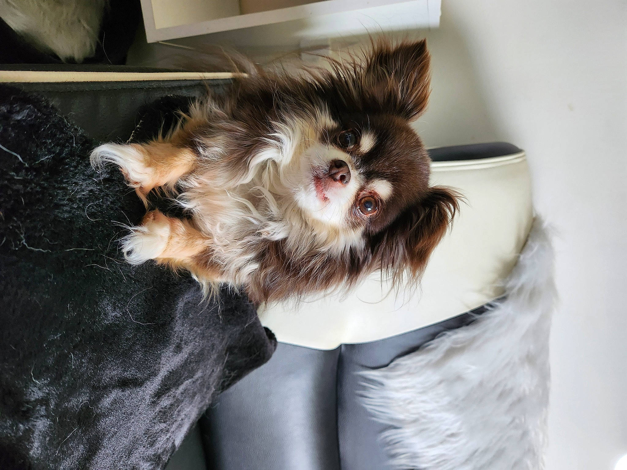 Chanel participe au concours pour gagner de l'argent avec cette photo : british_longhair, canidae, carnivore, cat, claw, comfort, companion_dog, dog_breed, dog_supply, fang, fashion_accessory, fawn, felidae, fur, liver, paw, small_to_medium_sized_cats, tail, toy_dog, whiskers